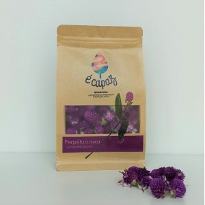 Perpétuas-roxas (Gomphrena globosa)